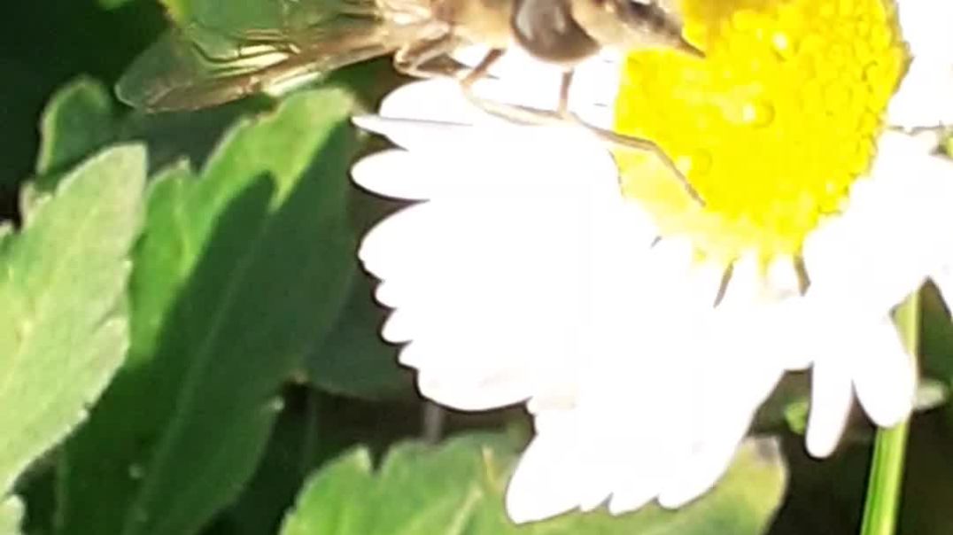 bee